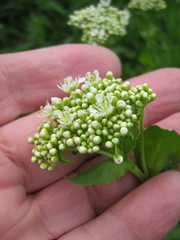 Lepidium draba