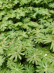 Eranthis