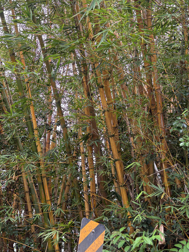 Bambusa vulgaris observed 2026-09-08