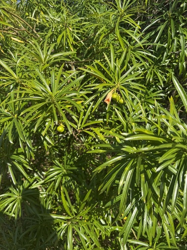Be-still tree