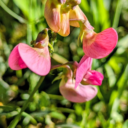 Lathyrus sylvestris, photograph 4