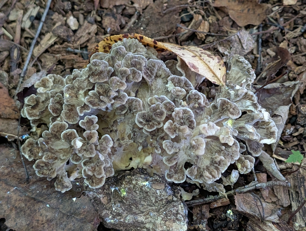 hen of the woods · September 2026 · photo: Photo: (c) Bryan Rennick, some rights reserved (CC BY) · iNaturalist