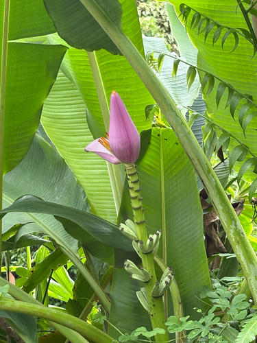 Musa observed 2026-09-08