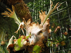 Platycerium alcicorne