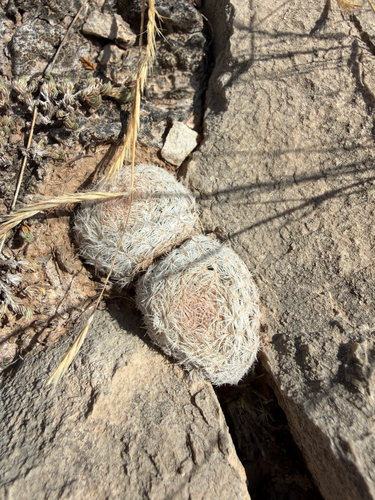 Lace-spine Nipple Cactus