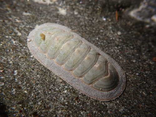 Tripoplax regularis observed 2026-09-08