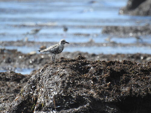 iNaturalist image