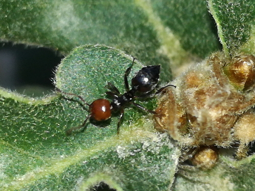Crvenoguzi mrav (Crematogaster scutellaris)