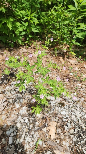 Geranium bicknellii, photograph 2