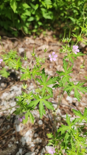 Geranium bicknellii, photograph 1