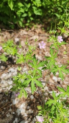 Geranium bicknellii