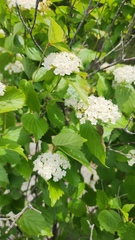 Viburnum rafinesqueanum
