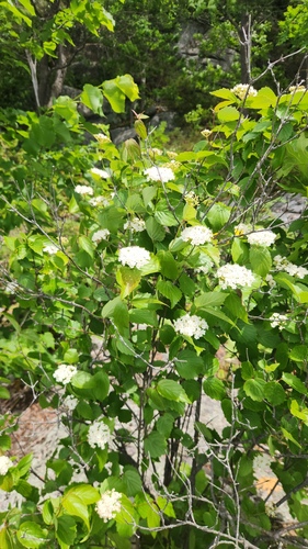 Viburnum rafinesqueanum, photograph 2