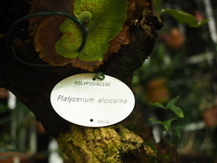 Platycerium alcicorne