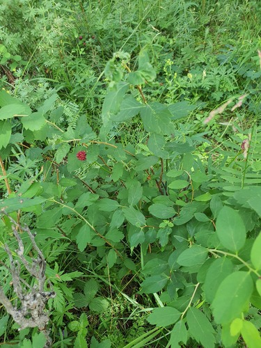 Spiraea media, photograph 2