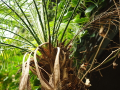 Platycerium alcicorne