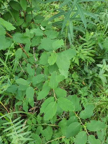 Spiraea media