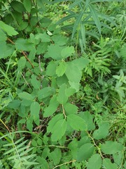 Spiraea media