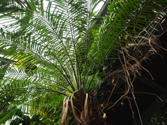 Platycerium alcicorne
