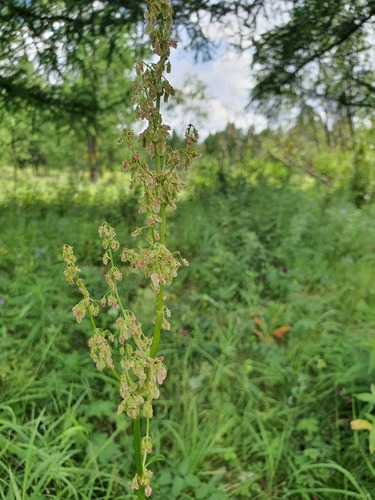 Rumex acetosa, photograph 5