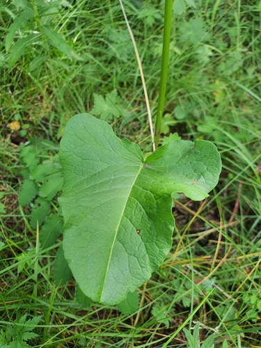 Rumex acetosa, photograph 6