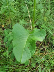 Rumex acetosa, photograph (c) Urgamal Magsar, some rights reserved (CC BY)