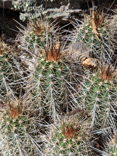 Echinocereus arizonicus