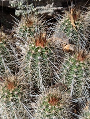 Echinocereus arizonicus