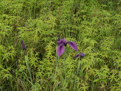 Iris ensata