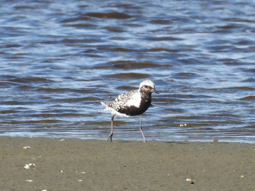 iNaturalist image