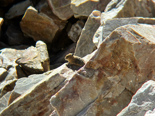 American Pika