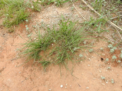Image of tumble lovegrass by (c) Sam Kieschnick, some rights reserved (CC BY)