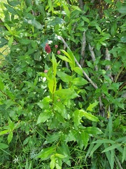 Salix hastata, photograph (c) Urgamal Magsar, some rights reserved (CC BY)