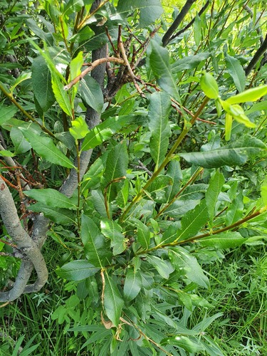 Salix hastata