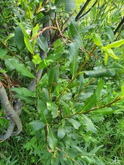 Salix hastata