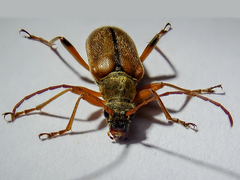 Cortodera humeralis