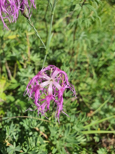 Dianthus superbus, photograph 6