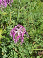 Dianthus superbus, photograph (c) Urgamal Magsar, some rights reserved (CC BY)
