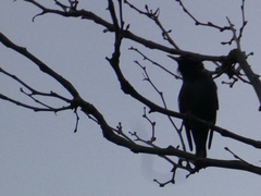 Aves