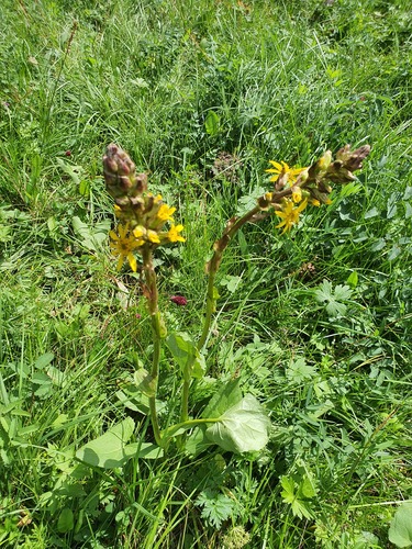 Ligularia sibirica, photograph 1