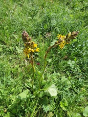 Ligularia sibirica
