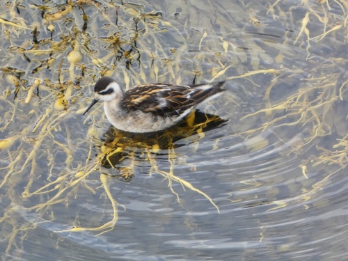 Red-necked Phalarope