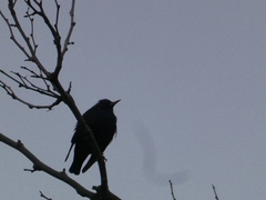 Aves