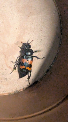 Margined Burying Beetle