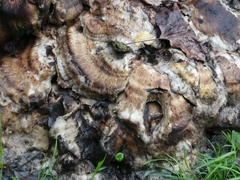 Fungi