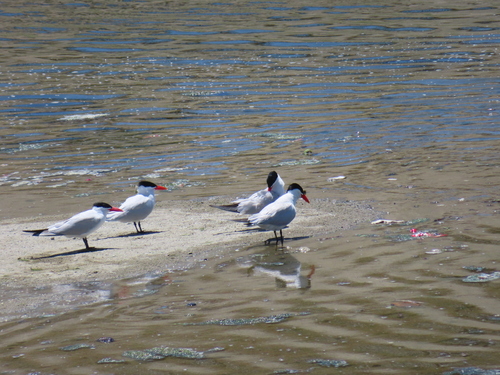 iNaturalist image