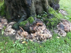 Fungi