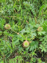 Geum aleppicum, photograph (c) Urgamal Magsar, some rights reserved (CC BY)