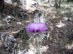 Melanargia titea