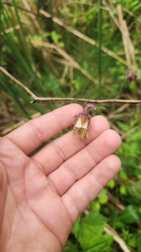 Geum rivale, photograph 3